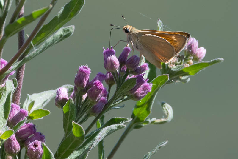 Yuma Skipper